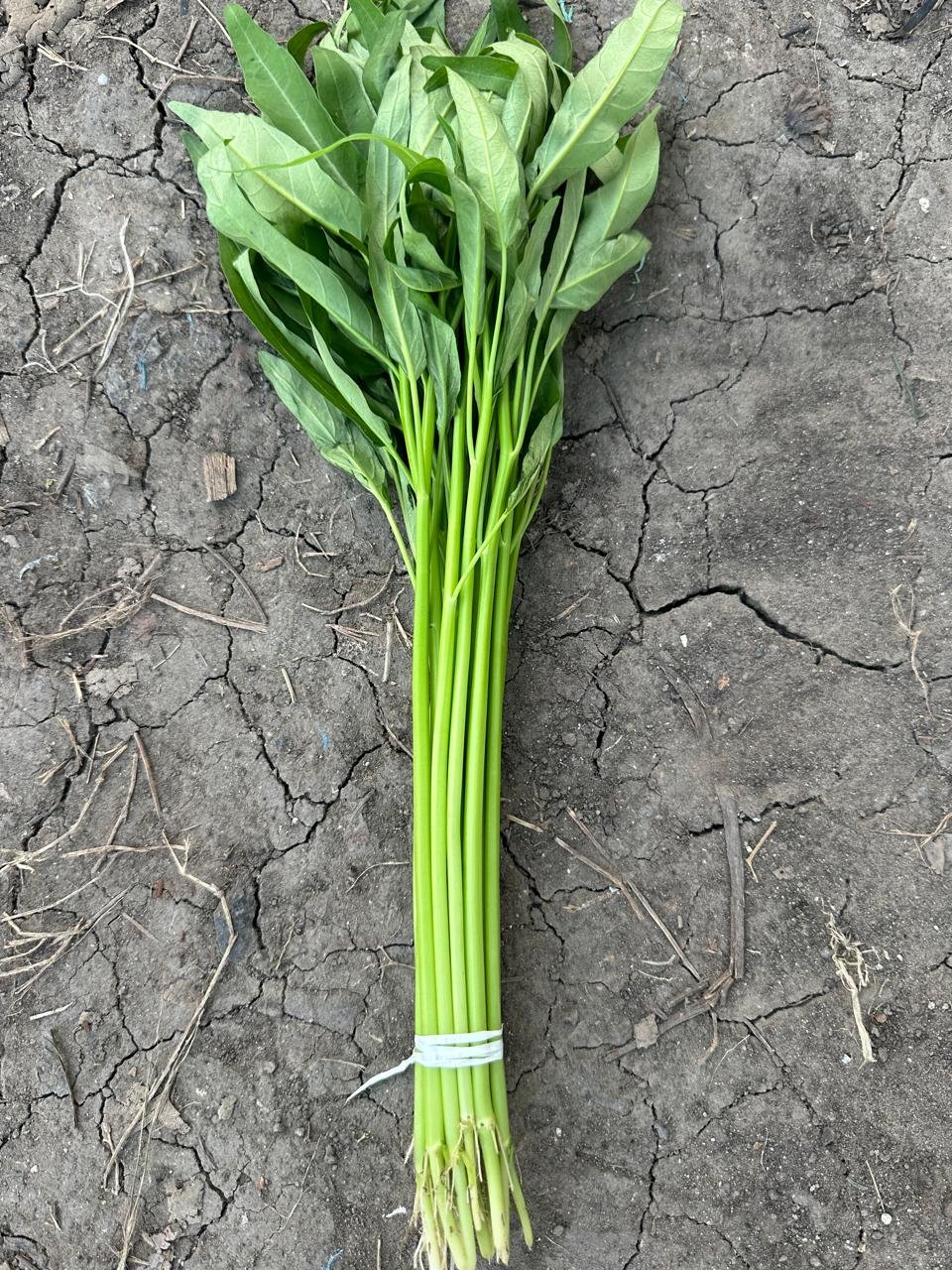 Broad Leaf vs. Bamboo Leaf Ong Choy: Which Seeds Should You Buy?